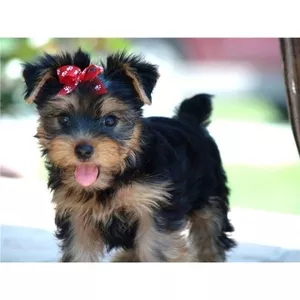 Yorkshire Terrier..primesc in dar..de la oameni care nu doresc s mai a