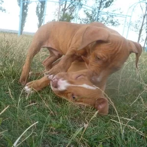 Catelusi american pitbull terrier red nouse !